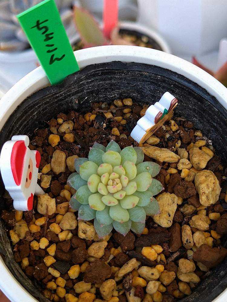 ミックスベリア ちょこん｜🍀GreenSnap（グリーンスナップ）