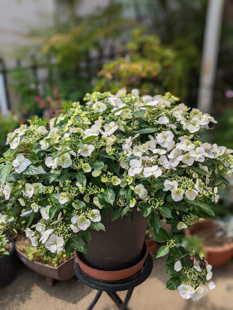 ラグランジアブライダルシャワーのまとめ｜🍀GreenSnap