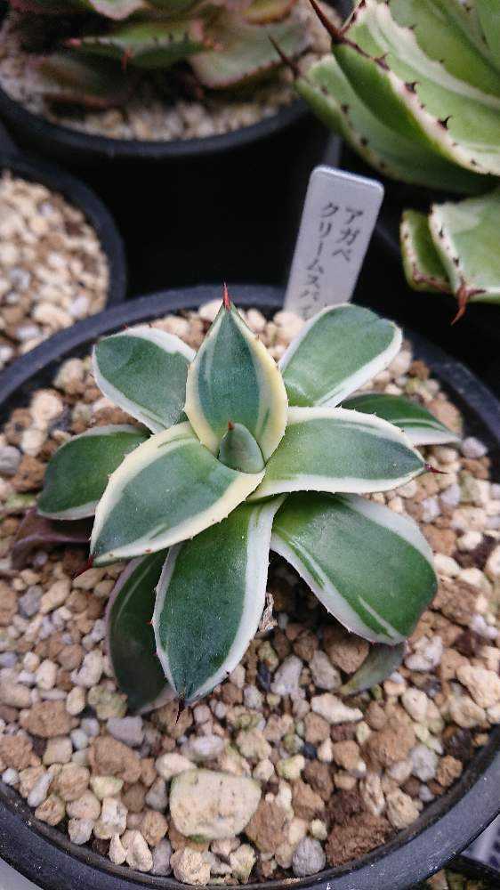 21 Agave Cream Spike アガベ クリーム スパイク 斑入り （ チタノタ