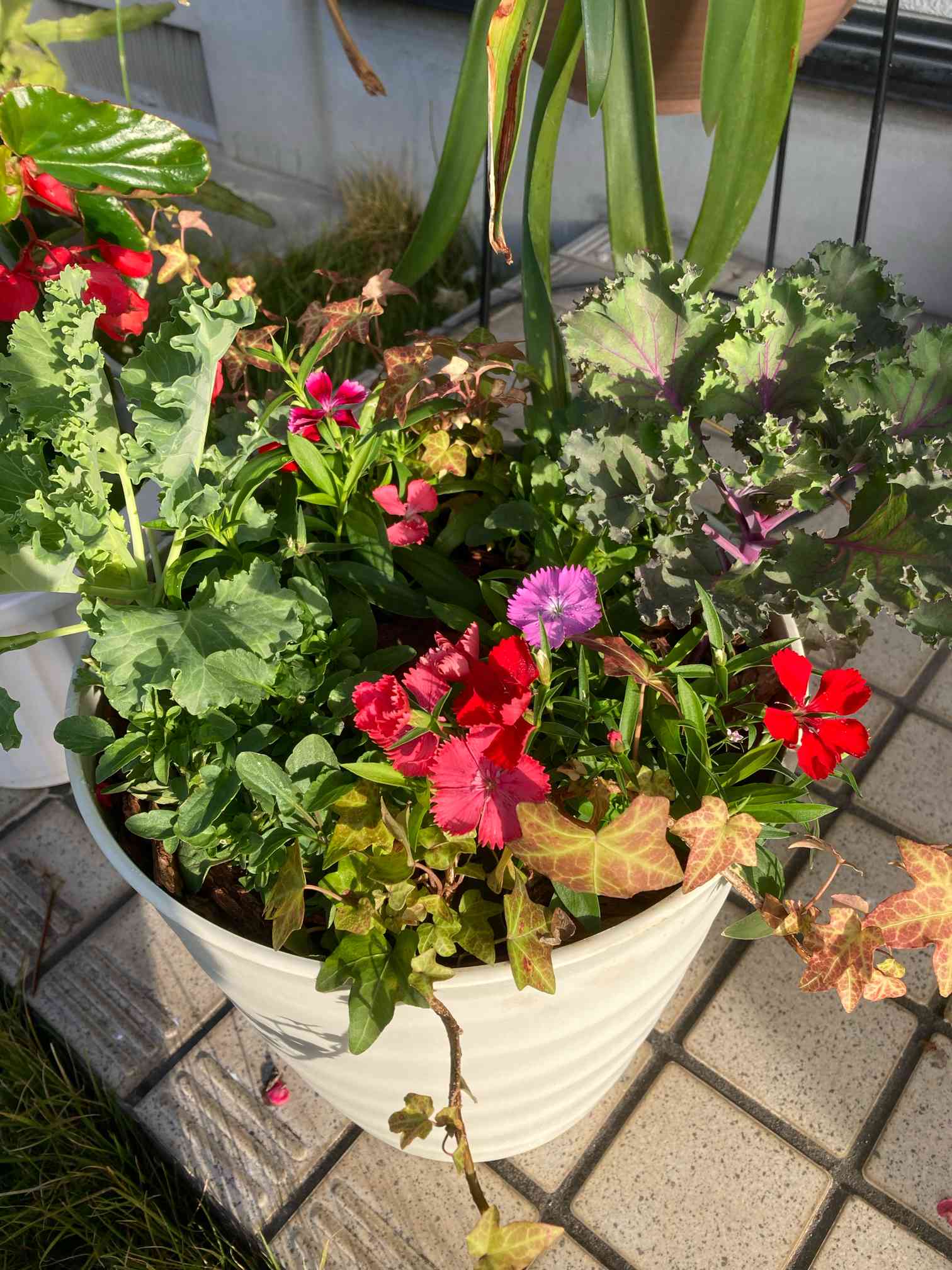 今年ラスト！【春に♪チューリップ咲く！寄せ植え】ココヤシスタンドコンテナ寄せ植え 10月9日、寄せ植え教室で作った寄せ植え。来年チューリップが