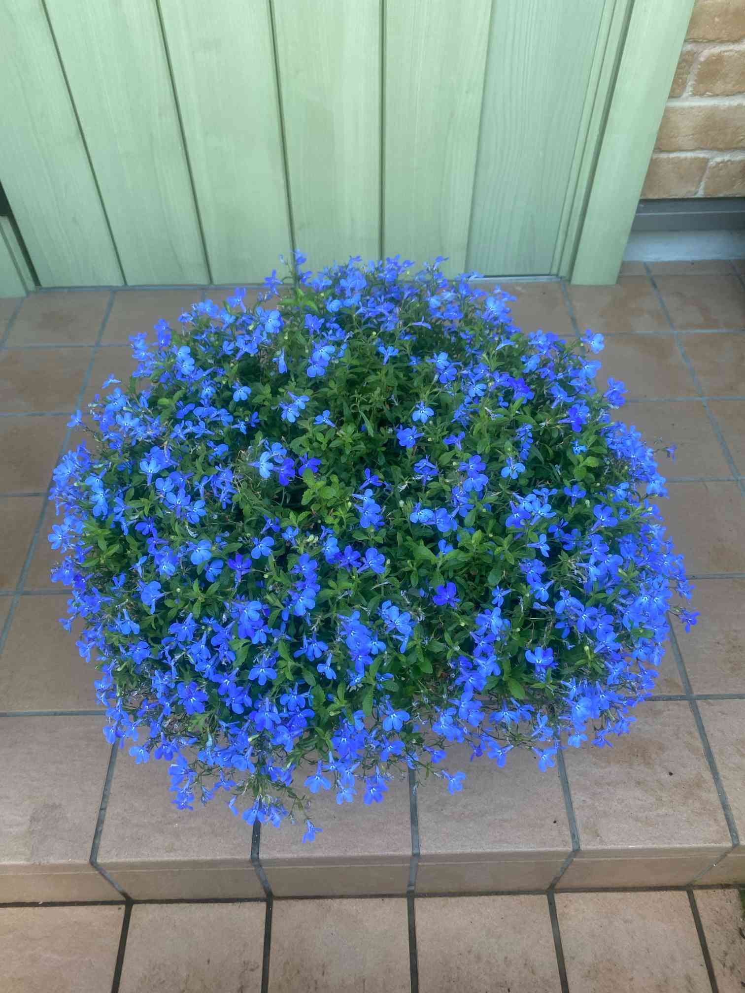 アトリエG1 ASTROMONSTERシリーズ ガラクタギガス 青成型 アトリエG1