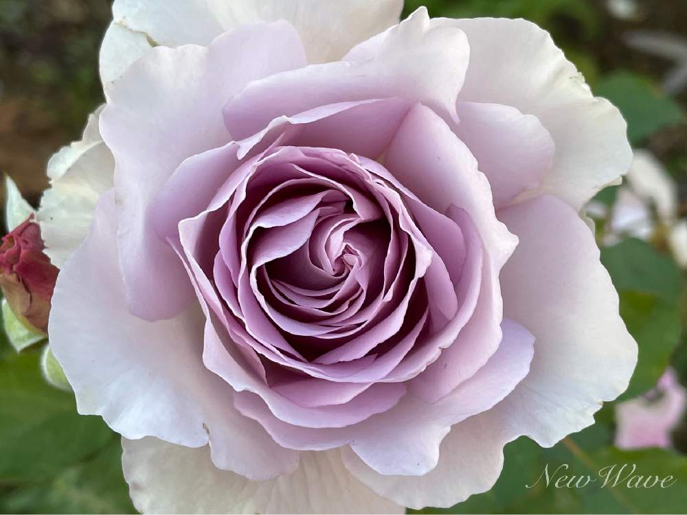 ばら バラ 薔薇の投稿画像 By Nyacoさん 薔薇に魅せられてとバラのある暮らしとnyaco S Rose 22とバラが好きとバラ ニューウェーブとnyaco S 2nd Garden Rose と薔薇 とバラ ミニバラとnyacoの第２ガーデンという名の畑とバラ を楽しむと庭の宿根草とばら バラ