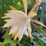 夜に咲く花の一覧 Greensnap グリーンスナップ 夜に咲く花の一覧 Greensnap グリーンスナップ