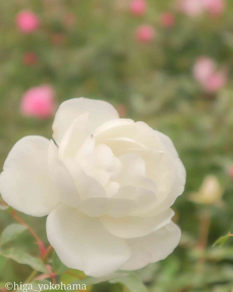 ヒガ君さんの山下公園への投稿
