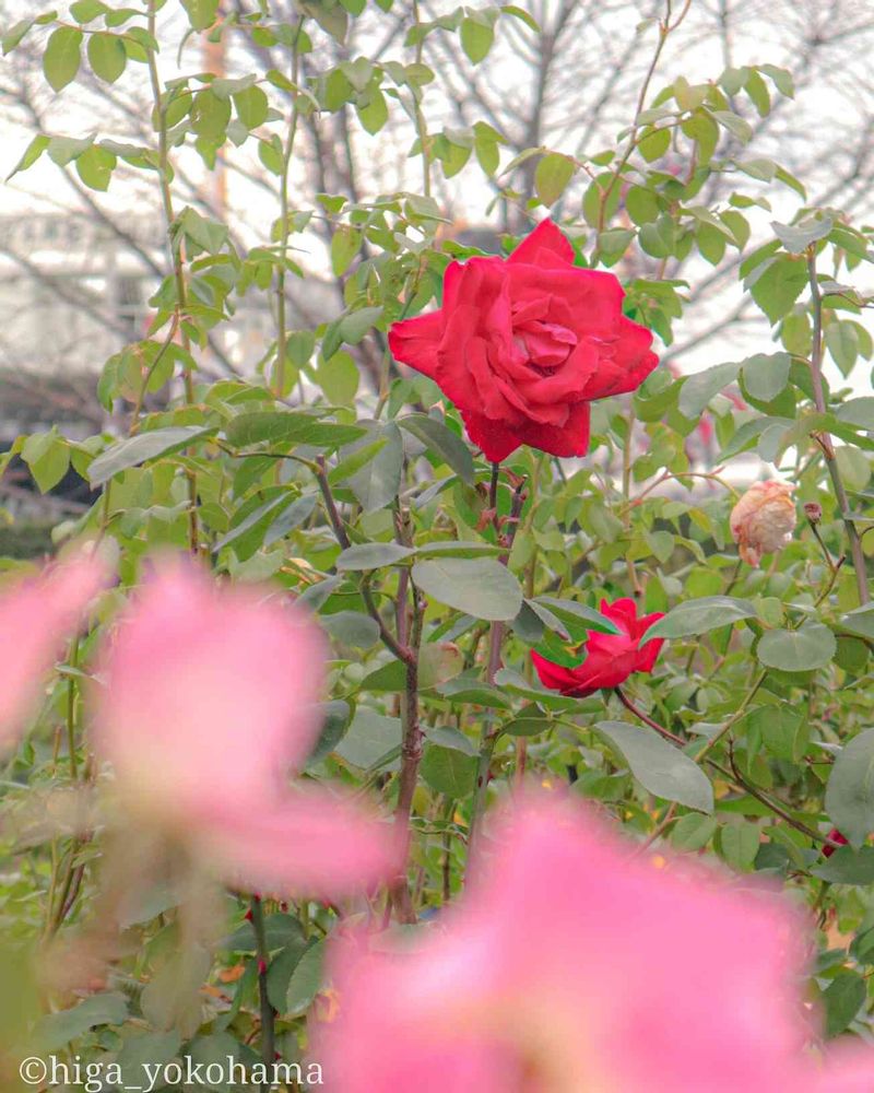 ヒガ君さんの山下公園への投稿
