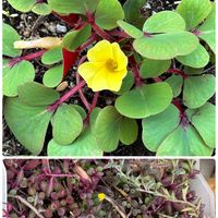 オキザリス,ルビーネックレス,オキザリス・ルテオラ,月曜日にビタミンカラー,ネックレス／Hの画像