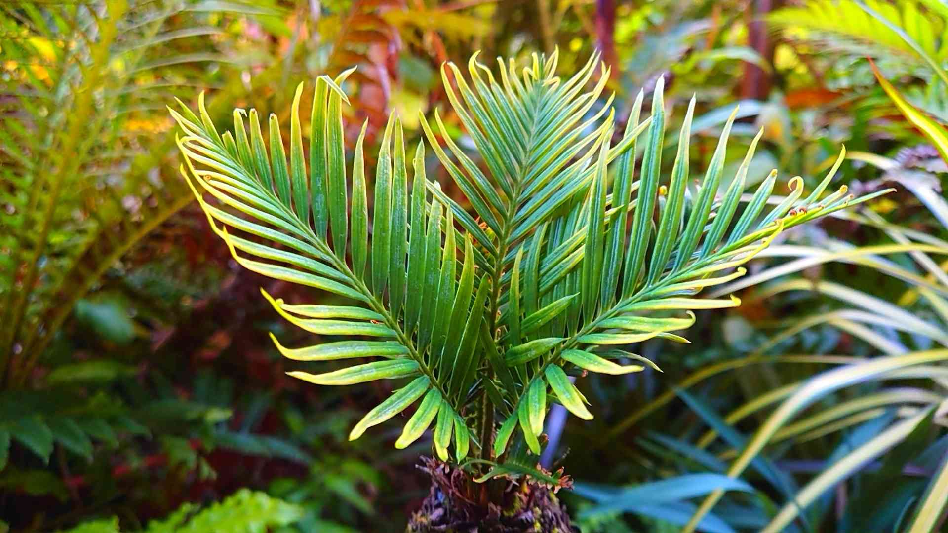 黄金ソテツの一覧｜🍀GreenSnap（グリーンスナップ）