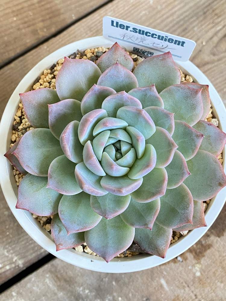 レア?!☆ 韓国苗 多肉植物 青星美人錦 - 通販 - casalinsabogados.com.ar