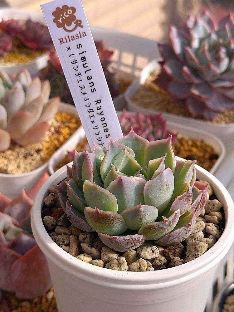 シムランス✖︎ヘレナ エケベリア 甘ったる 約7cm グラデーション