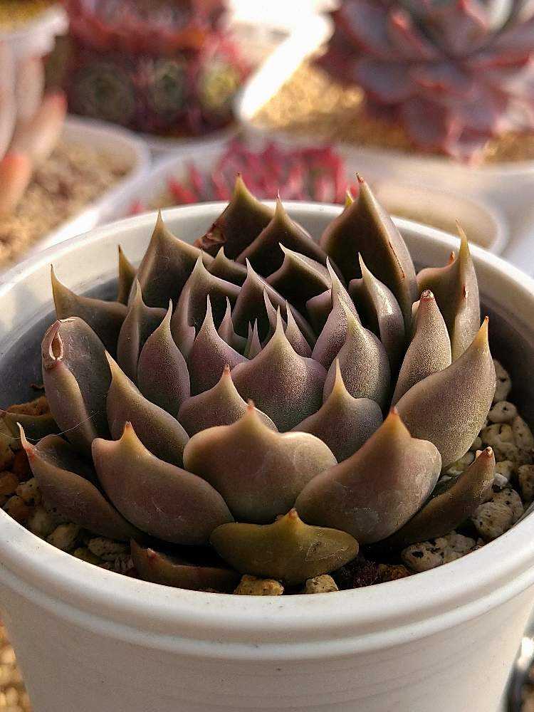 まぱさん苗 シムランスラグナサンチェス✖トバレンシス｜🍀GreenSnap