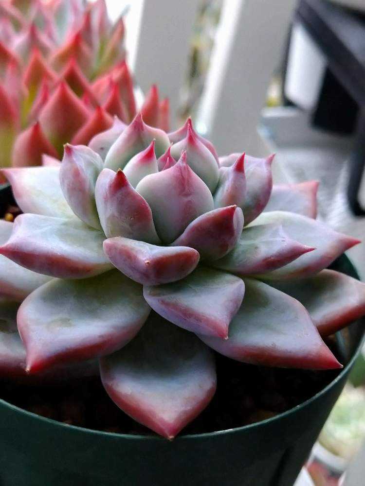 Mさん苗 コロラータ80✖51｜🍀GreenSnap（グリーンスナップ）