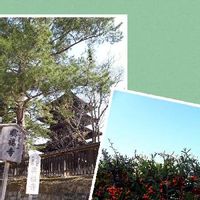 ココヤシの花言葉 意味や由来 風水の効果は Greensnap グリーンスナップ