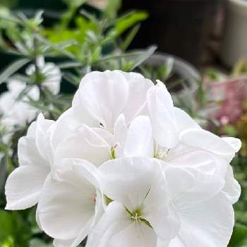 31 白の八重咲きゼラニウム ホワイトキング Valleyonline In