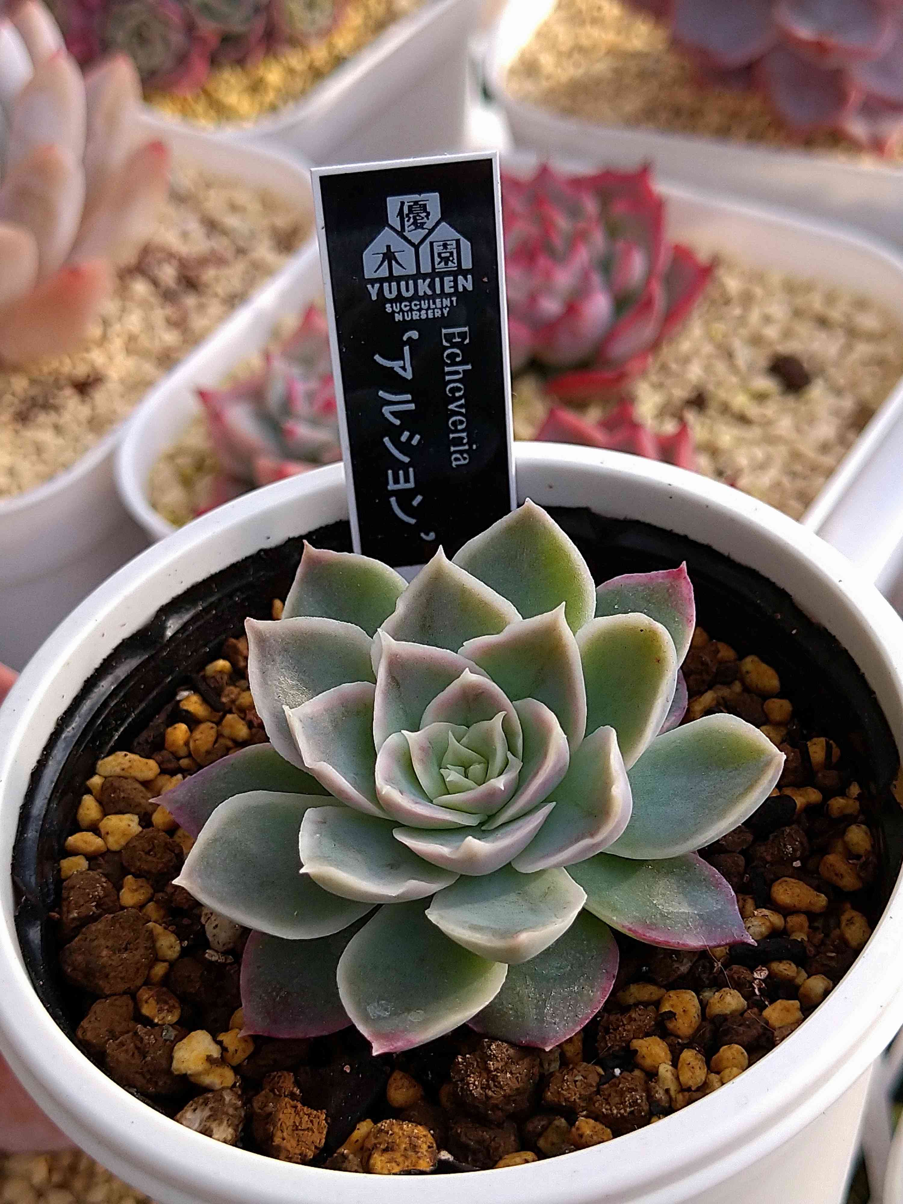 多肉植物 yukエケベリア アルション 多肉植物 優木園さんの苗 命名株