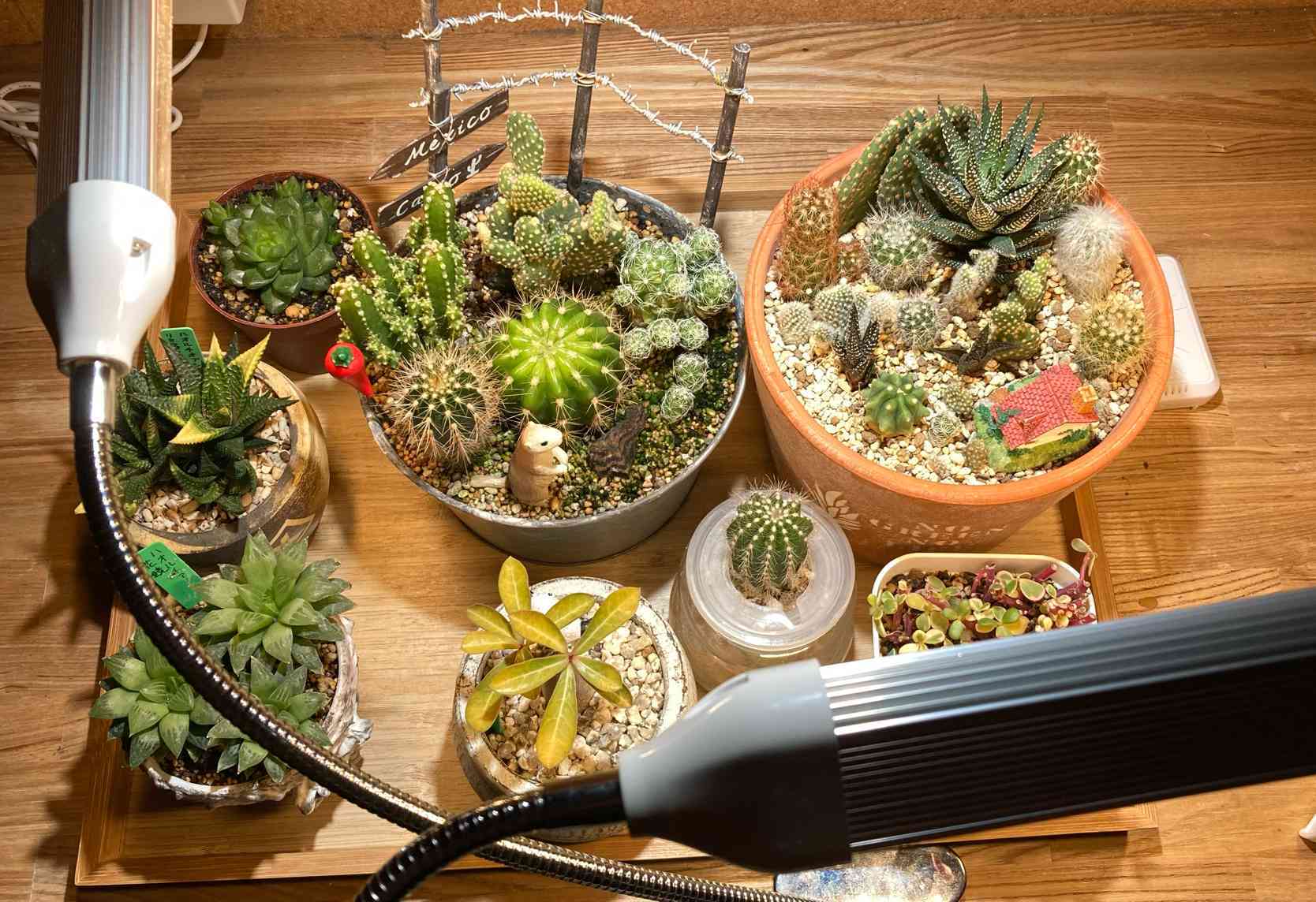 多肉植物 ハオルチア 桜水晶玉露錦極上糊斑 ハオルチア 多肉植物 糊斑 超