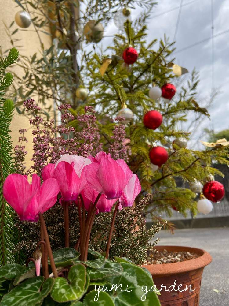 ガーデンシクラメン クレヨンの投稿画像 By Yumiさん もみの木とオリーブとエリカ 22月12月13日 Greensnap グリーンスナップ Greensnap グリーンスナップ