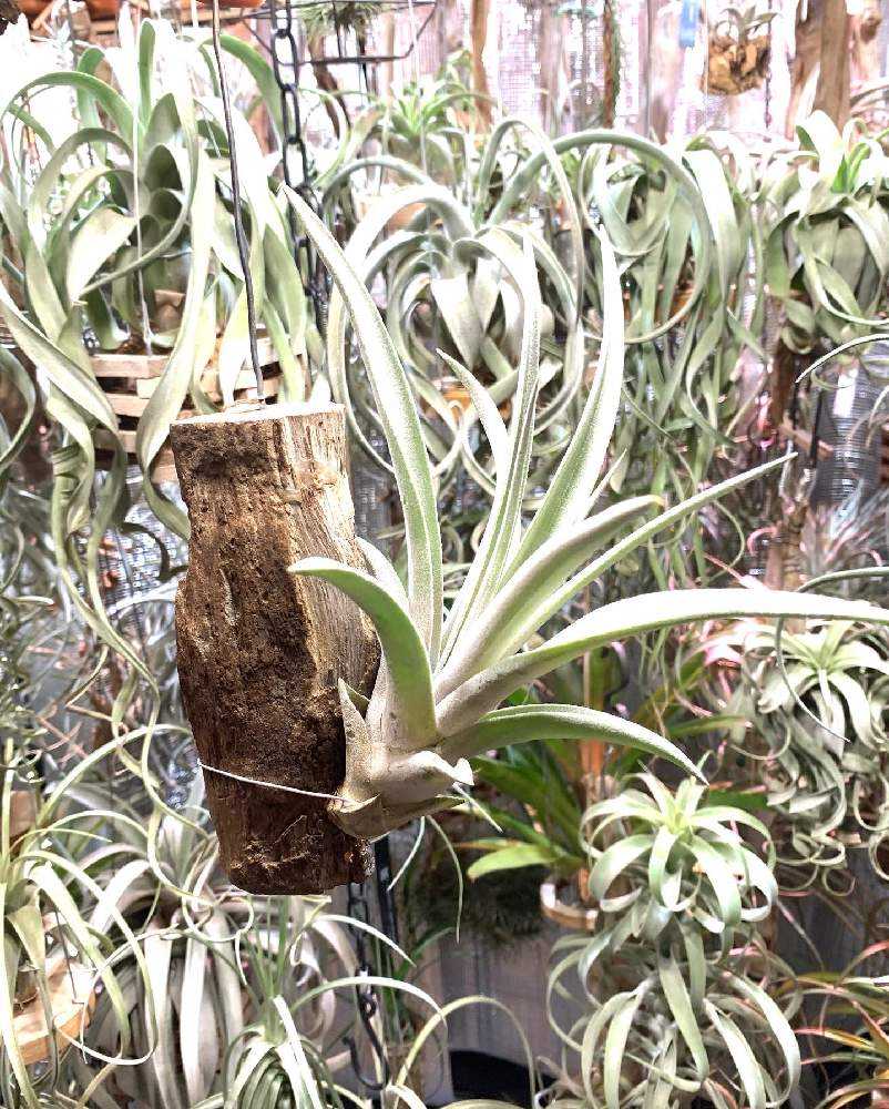 我が家のチアペンシス系｜🍀GreenSnap（グリーンスナップ）