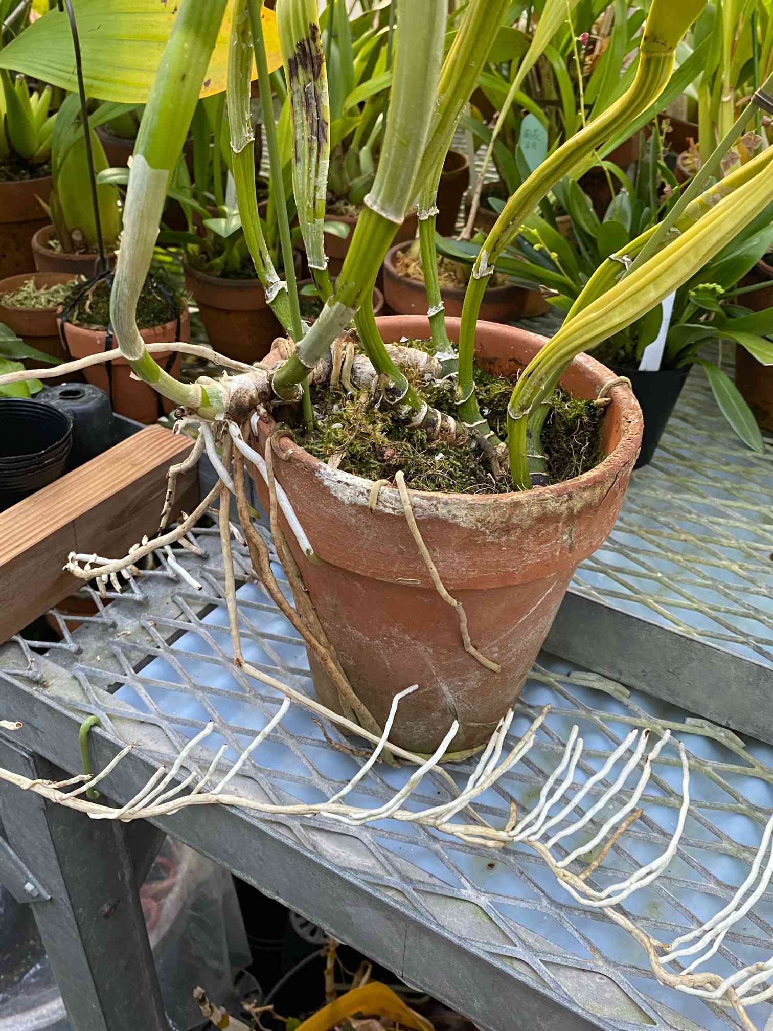 鉢からはみ出したカトレアの植え替え｜🍀GreenSnap（グリーンスナップ）