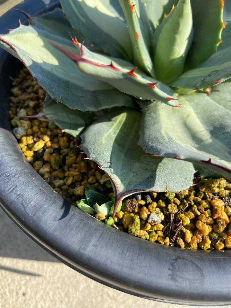 吉祥天錦の成長記録｜🍀GreenSnap（グリーンスナップ）