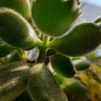 コチレドン 熊童子,熊童子,多肉植物,コチレドン ,おうち園芸の画像