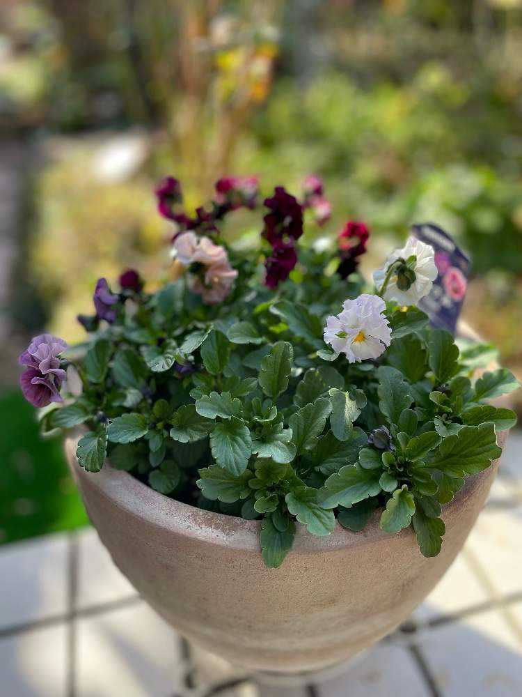 サントリー ミルフル定点観測モニター｜🍀GreenSnap（グリーンスナップ）