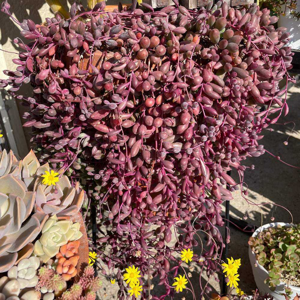 ︎✿025ルビーネックレスの生長記録(6年目)2022.12.09更新