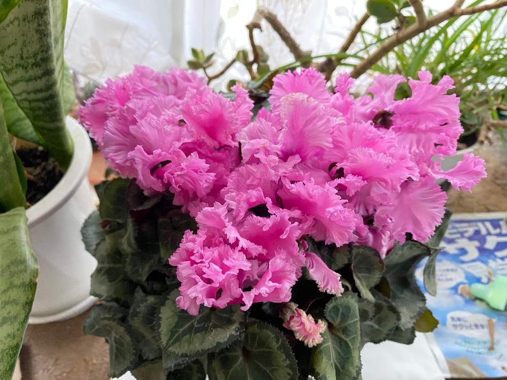 ぶたのまんじゅうの投稿画像 By 珠さん かがり火花とシクラメン 22月12月14日 Greensnap グリーンスナップ Greensnap グリーンスナップ