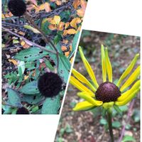 ルドベキア,黄花の画像