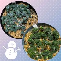 センペルビウム 巻絹,多肉植物,花のある暮らし,お花大好き♡,もうすぐクリスマス❤️の画像