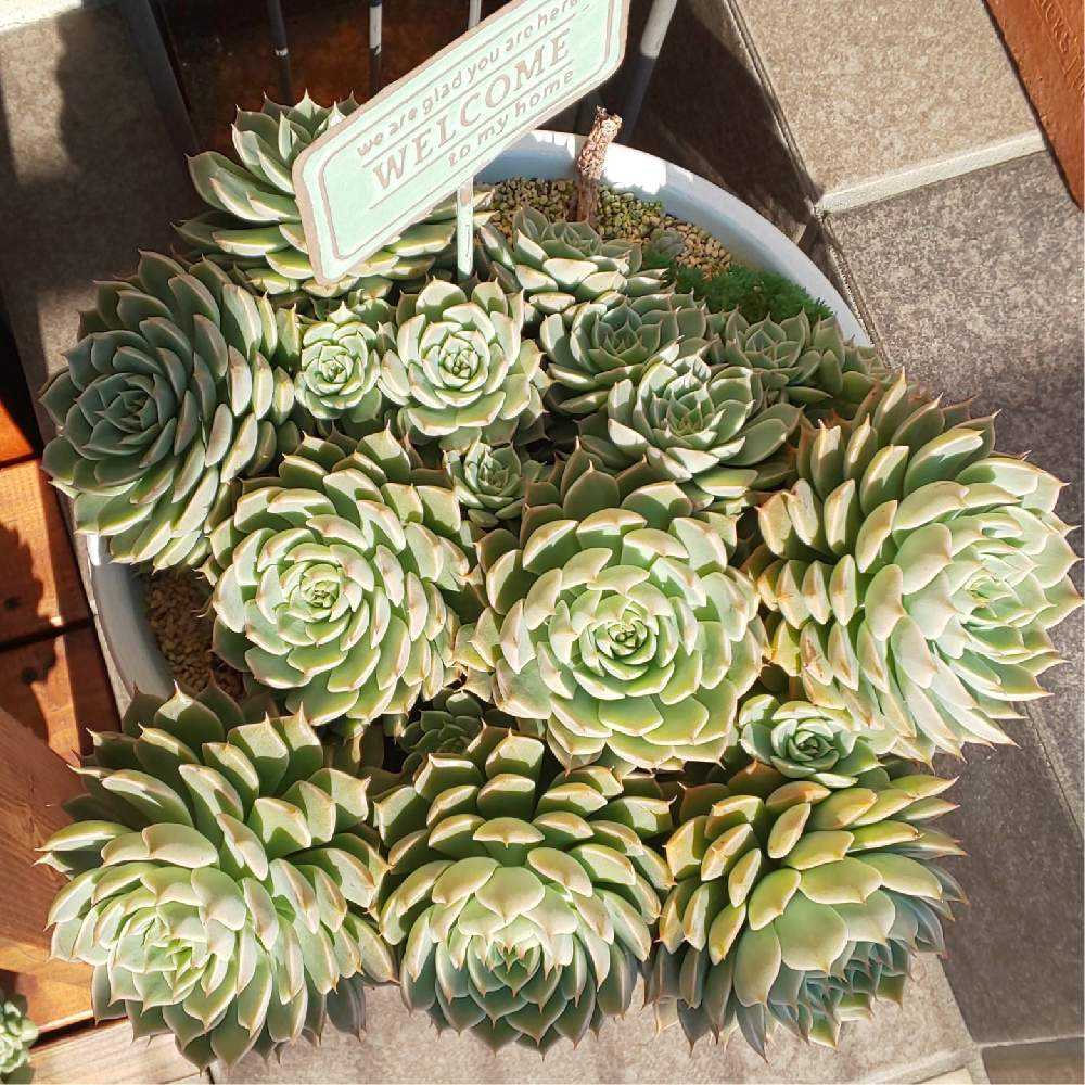 ︎✿026マーガレットレッピンの生長記録(6年目)2022.07.18更新