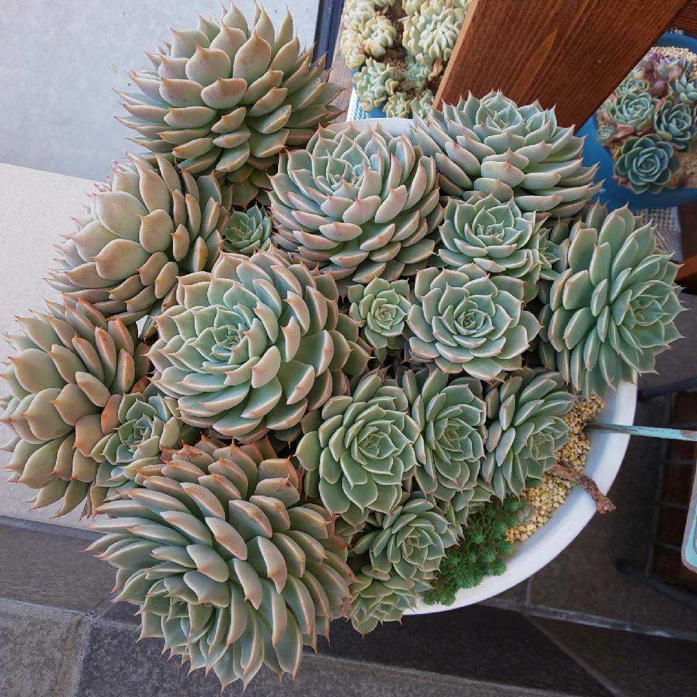 ︎✿026マーガレットレッピンの生長記録(6年目)2022.07.18更新