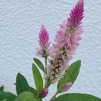 ノゲイトウ,平和を願う,木曜モフモフ,お出かけ先の画像