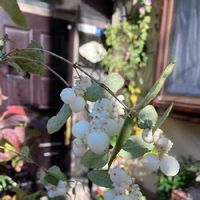 シンフォリカルポスの育て方 植え方や増やし方は Greensnap グリーンスナップ