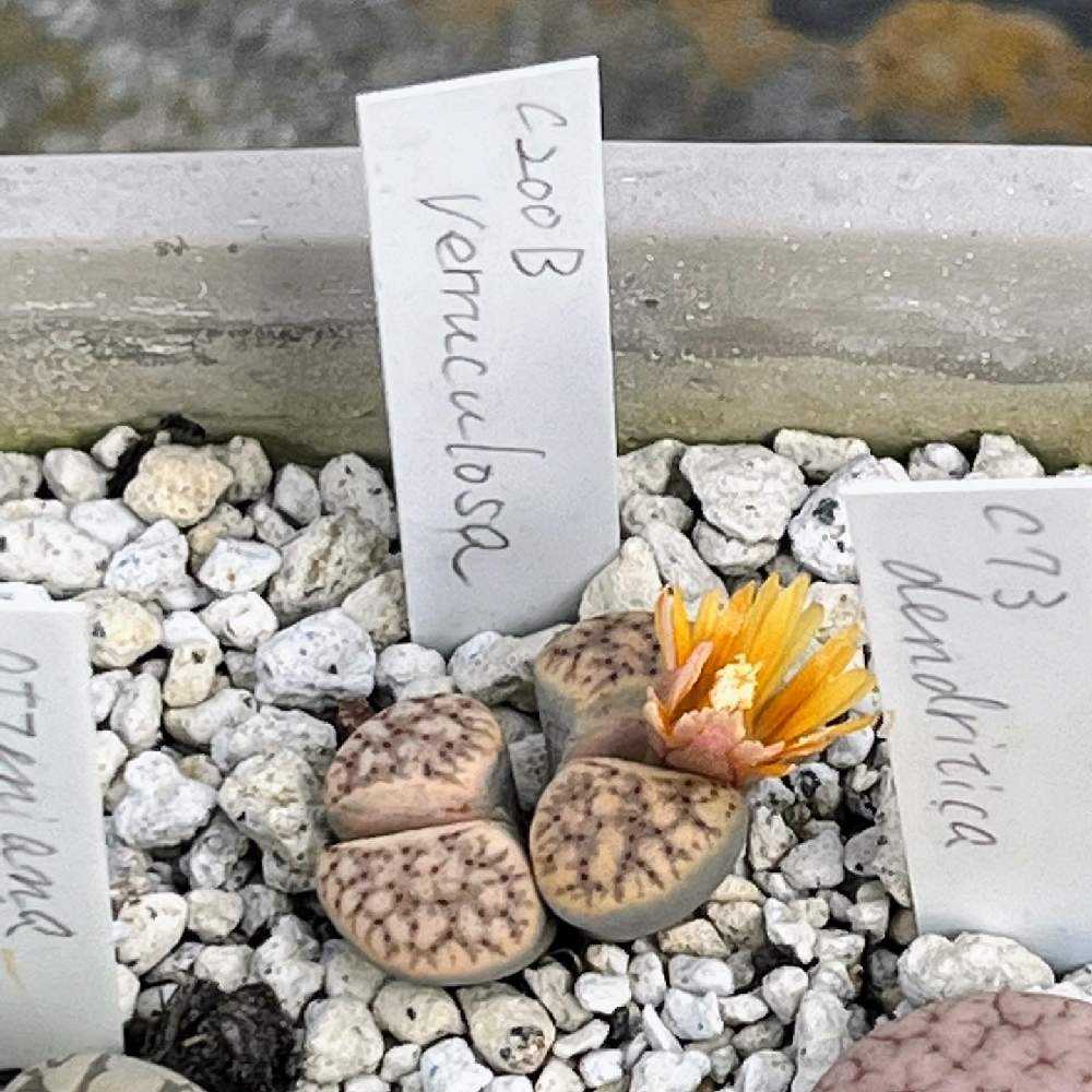 2021年に買ったリトープス ｜🍀GreenSnap（グリーンスナップ）