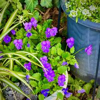 ビオラ,紫の花,平和を願う☆,ユーミンつながり,ユーミンつながりの皆さんに感謝の画像