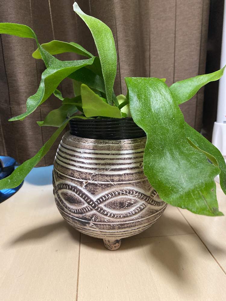 コウモリランの投稿画像 By あす太さん 22月12月15日 Greensnap グリーンスナップ Greensnap グリーンスナップ