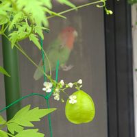 フウセンカズラ 風船葛 の育て方 種の植え方や摘心の時期は Greensnap グリーンスナップ