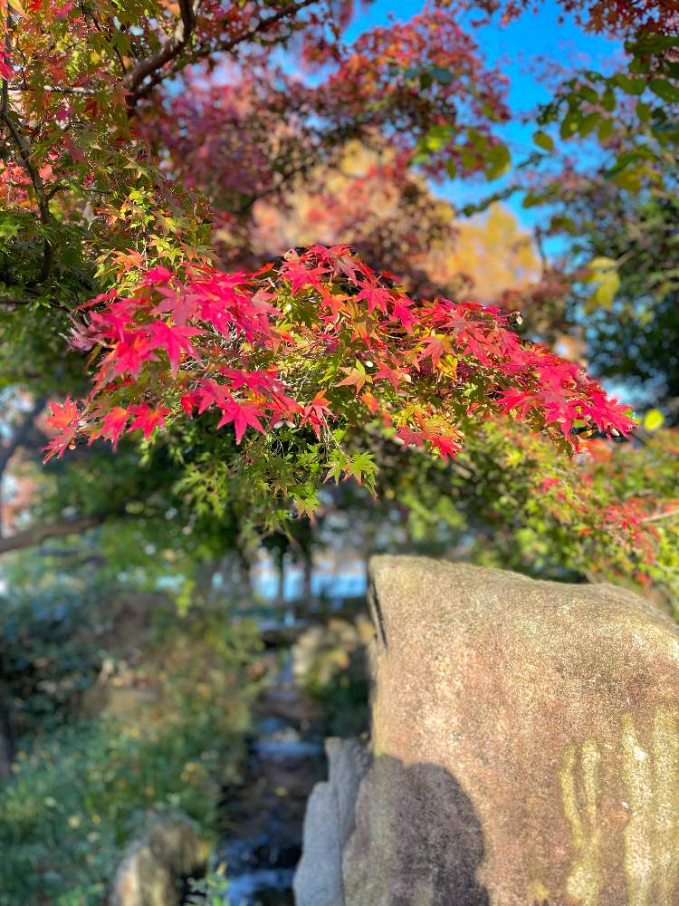 モミジの投稿画像 By Magicalさん お出かけ先と植物園とガーデンと紅葉 こうよう と植物園とガーデンと紅葉 こうよう 22月12月15日 Greensnap グリーンスナップ Greensnap グリーンスナップ