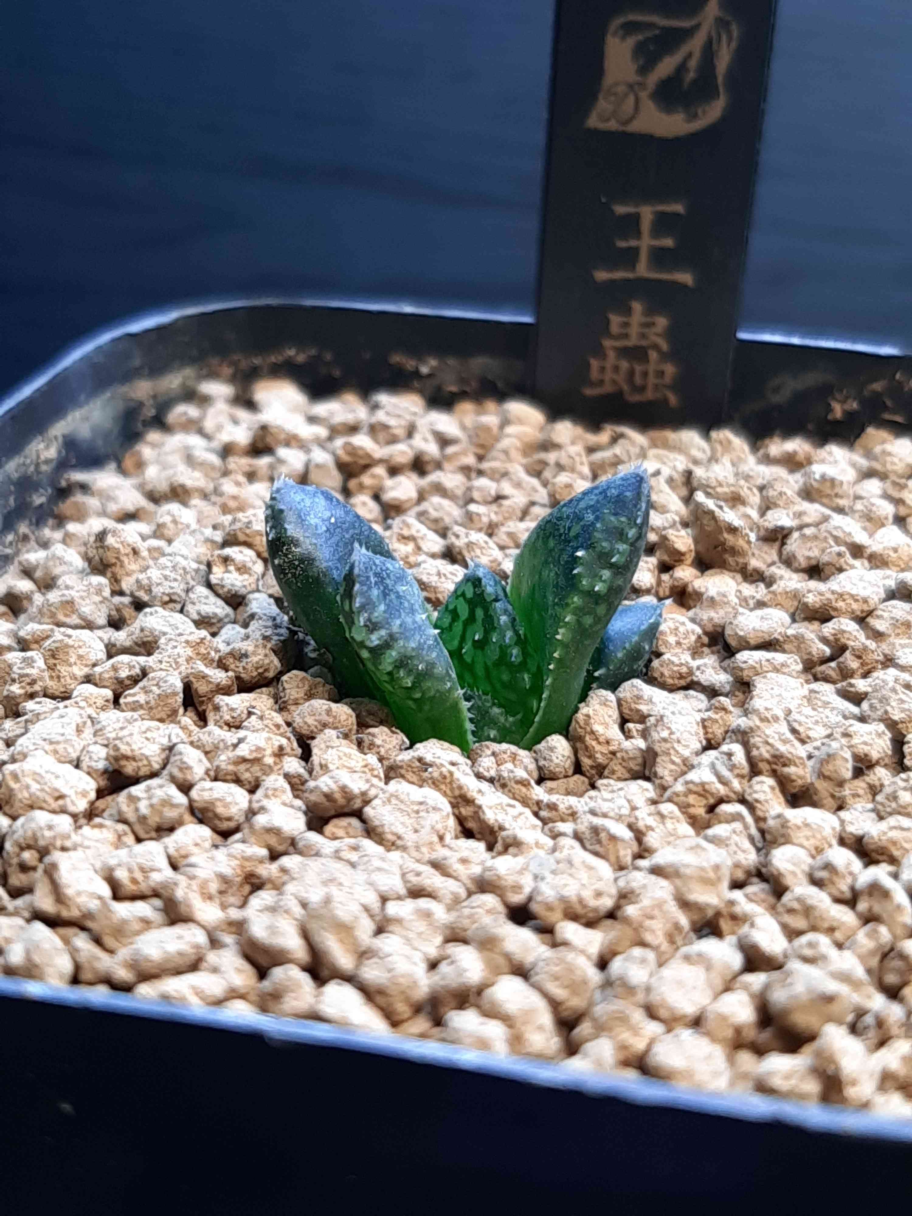 ハオルチア王蟲の一覧｜🍀GreenSnap（グリーンスナップ）