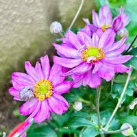 クサボケ 草木瓜 とは 花の特徴や花言葉 ボケとの違いは Greensnap グリーンスナップ