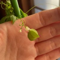 フウセンカズラ 風船葛 の育て方 種の植え方や摘心の時期は Greensnap グリーンスナップ