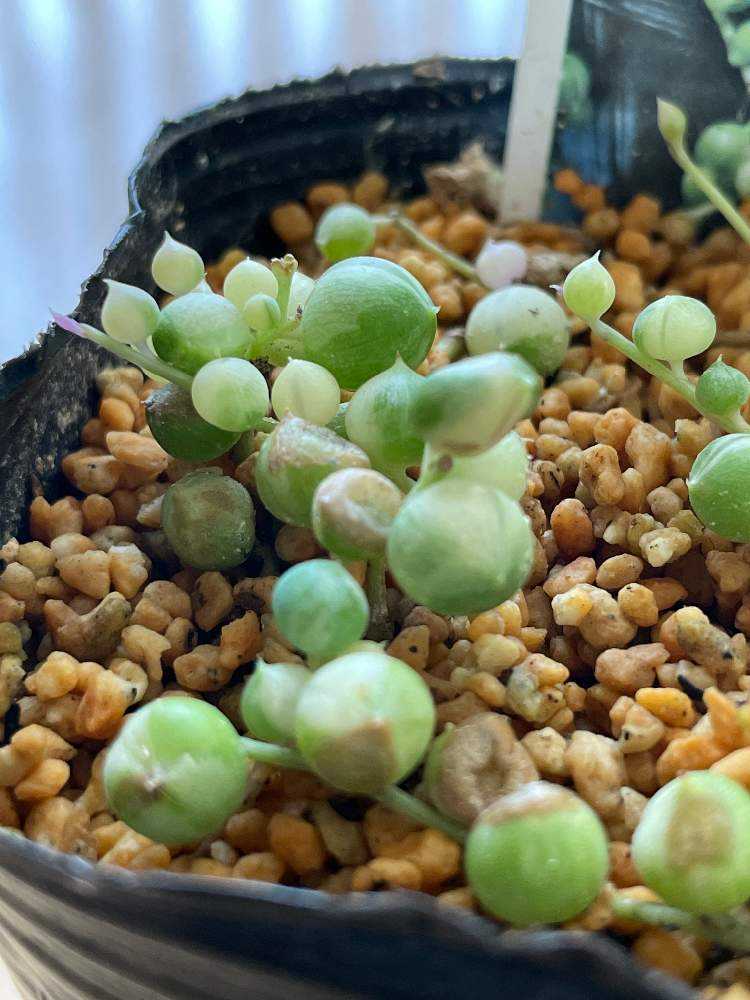 斑入りグリーンネックレス成長記録｜🍀GreenSnap（グリーンスナップ）