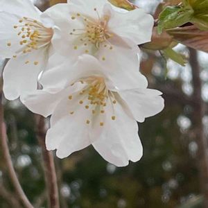 サクラ,ヤマザクラ,花壇,ガーデニング,山野草の画像