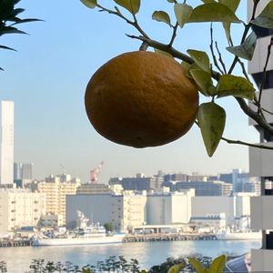 甘夏,果物,植栽,街の植栽,甘夏柑の画像