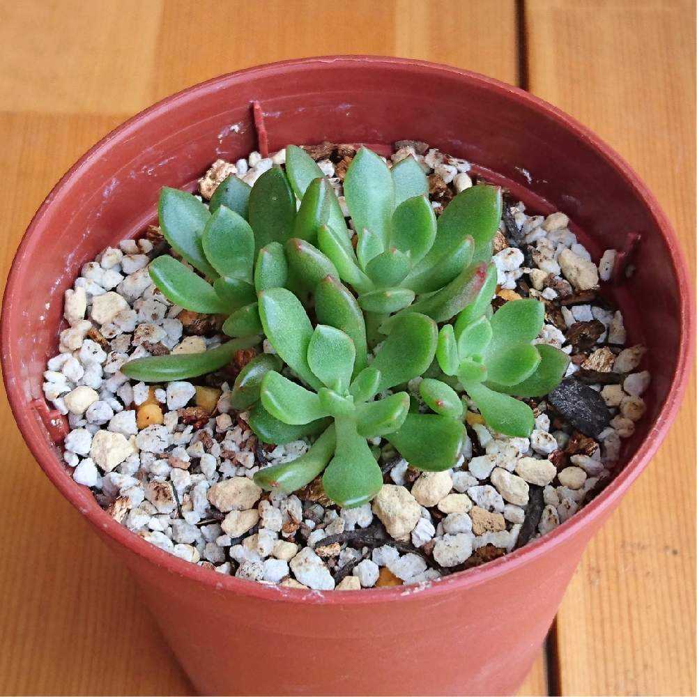 ︎✿028ピンクルルビーの生長記録(6年目)2022.12.06更新｜🍀GreenSnap