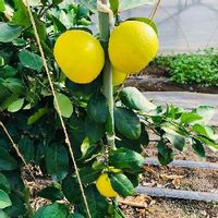 グレープフルーツの育て方 種まきや収穫の時期は 剪定は必要 Greensnap グリーンスナップ グレープフルーツの育て方 種まきや収穫の時期は 剪定は必要 Greensnap グリーンスナップ