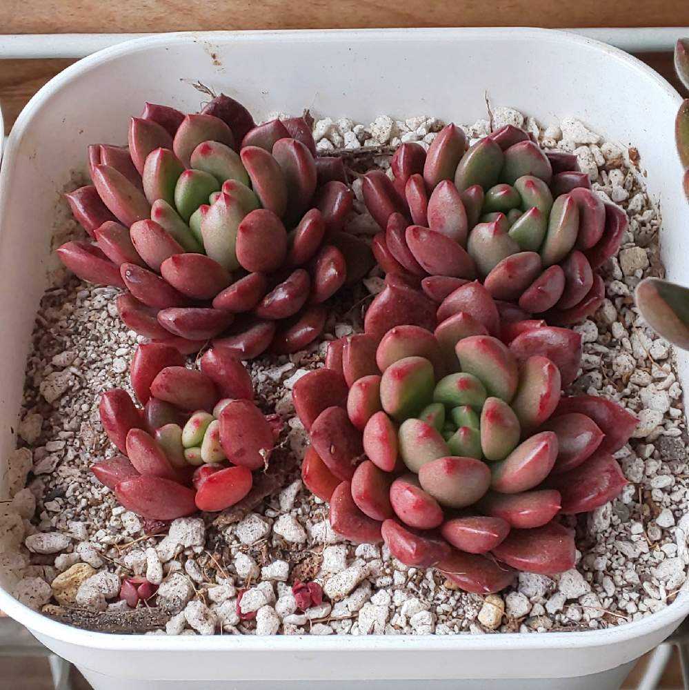 多肉植物　韓国苗　ピンクルルビー　発根済み 韓国苗 ピンクルルビー 特大群生 初根 - メルカリ