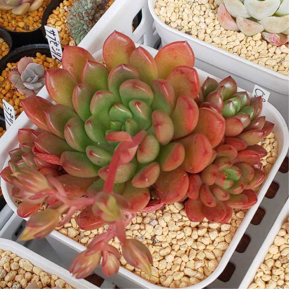 ︎✿028ピンクルルビーの生長記録(6年目)2022.12.06更新｜🍀GreenSnap