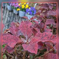 カシワバアジサイの育て方 剪定の時期 方法は 挿し木や植え替えのコツは Greensnap グリーンスナップ