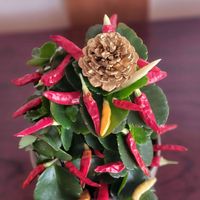 クリスマス,クリスマスツリー,☆カランコエ,おしゃれな土曜日♪,グリーンアクセサリー♪の画像